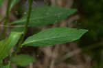 Cardinal flower